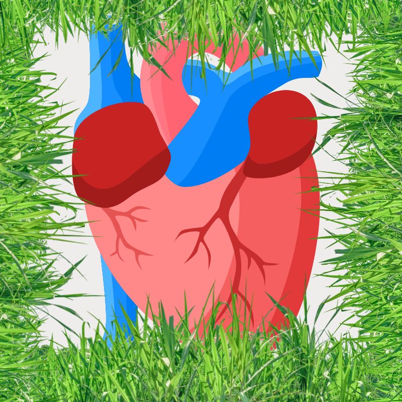 Earthing and Heart Health – How Does the Earth Affect Our Heart?